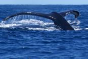 images/Photos-Activites/nosybe-baleine-a-bosse.jpg