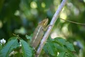 images/Photos-Excursions/cameleon-reserve-lokobe.jpg