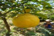 images/Photos-Excursions/citron-domaine-de-florette.jpg