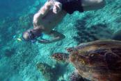 images/Photos-Excursions/snorkeling-a-tanikely-tortue.jpg