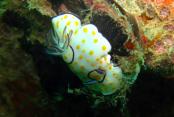 images/Photos-Plongee/plongee-nudibranche.jpg