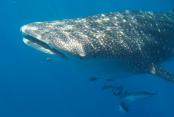 images/Photos-Plongee/plongee-requin-baleine.jpg