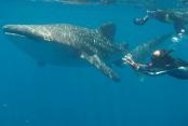 images/Photos-Plongee/scuba-requin-baleine.jpg