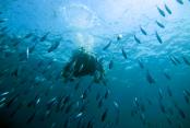 images/Photos-Activites/plongee-sous-marine-nosybe.jpg